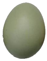 Grüne Eier